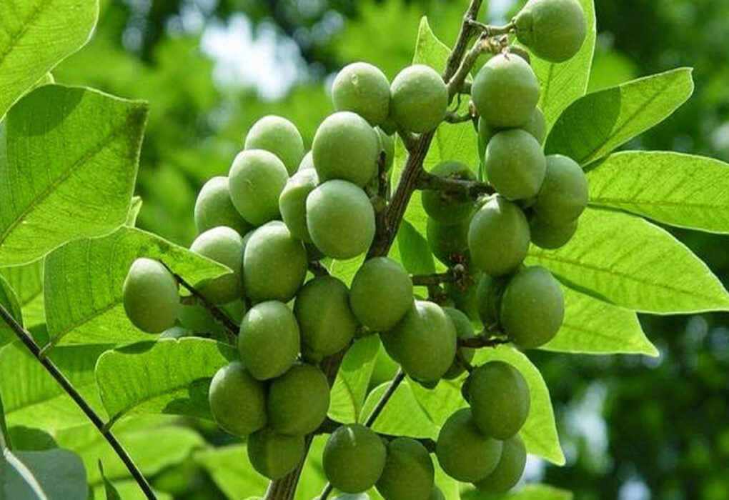 ayurvedic-medicinal-plants