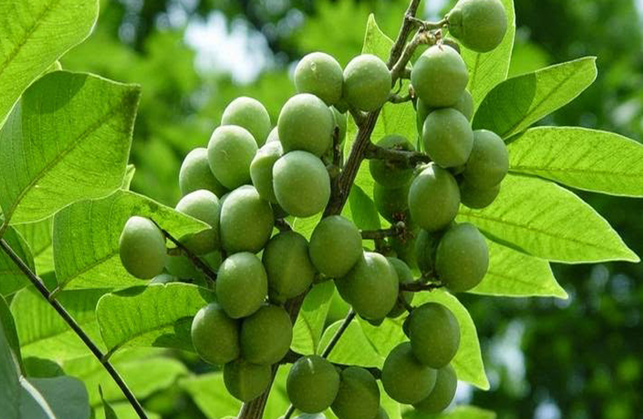 ayurvedic-medicinal-plants