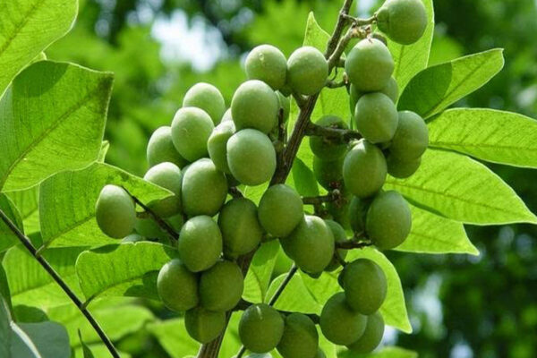 ayurvedic-medicinal-plants